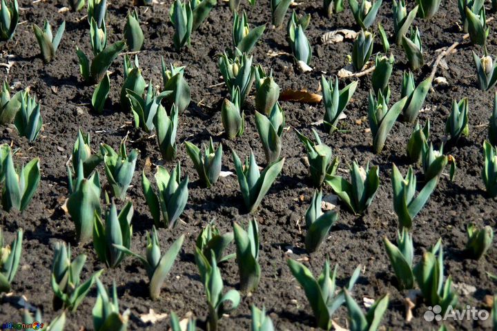 Луковица тюльпанов оптом 12;14+для выгонки