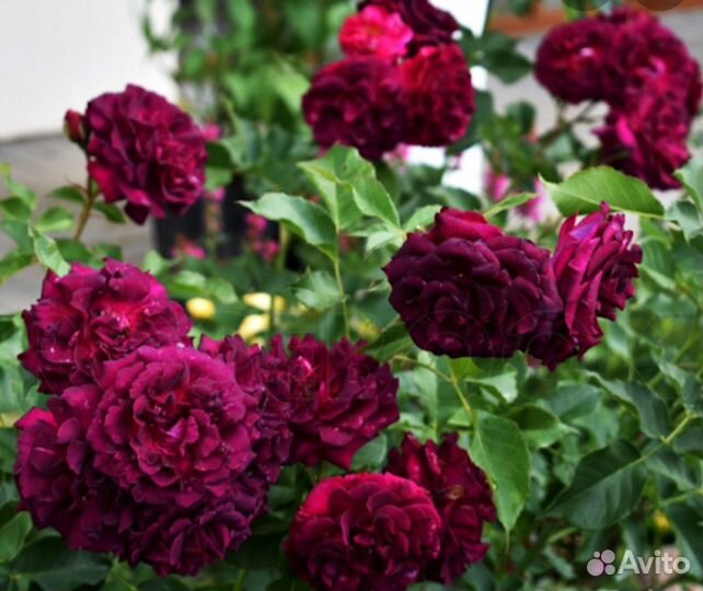 Роза, розы, вьющая роза, кусты роз