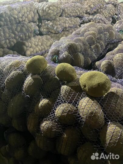 Продам картофель оптом