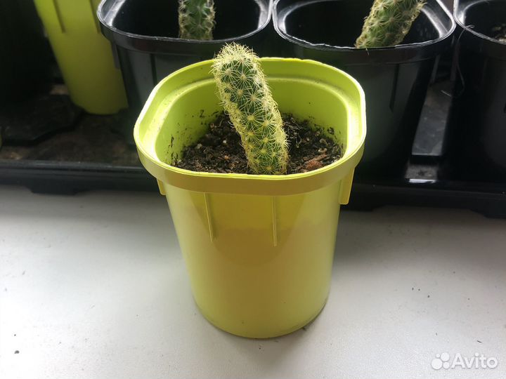 Кактус маммилярия удлиненная с желтыми колючками