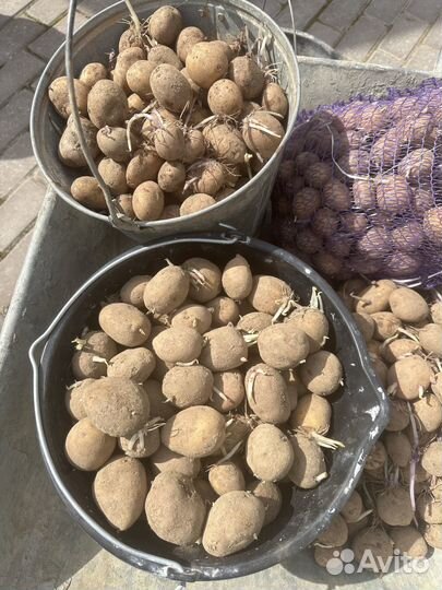 Семянной картофель
