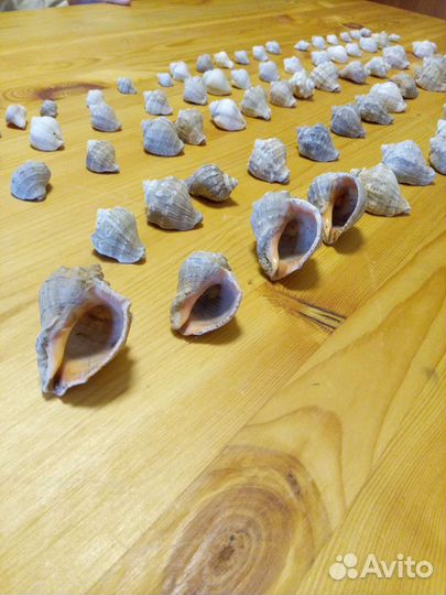 Ракушки морские