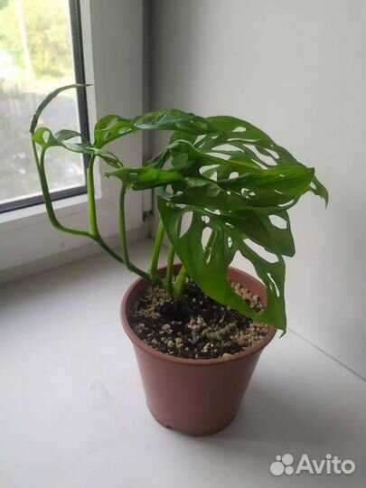 Монстера манки