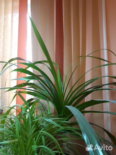 Панданус (винтовая пальма)