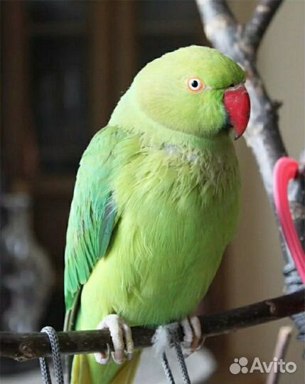 Ожереловые попугаи птенцы