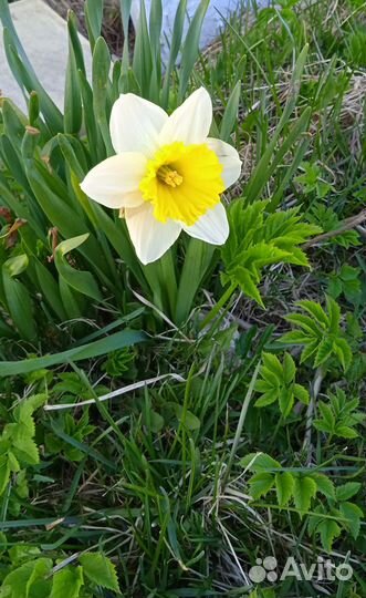 Ирисы, Нарциссы,мускари