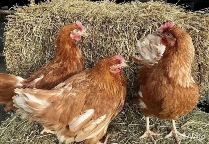 Куры молодки несушки