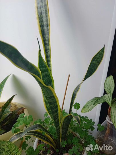 Цветы для вашего офиса