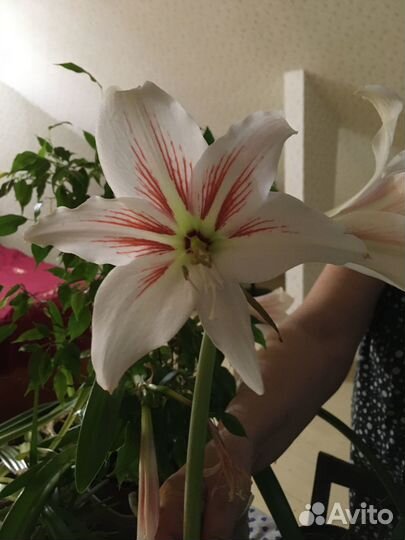 Гиппеаструм (амариллис)