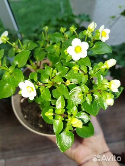 Экзакум, бегония инка файер