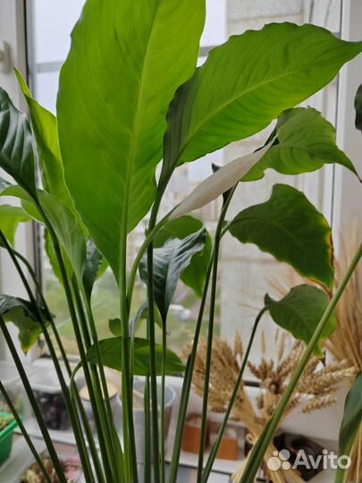 Цветок Спатифиллум