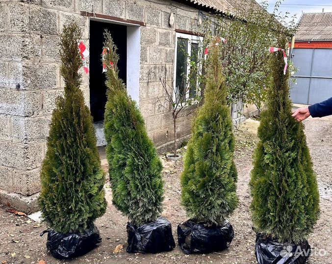 Туи туя смарагд