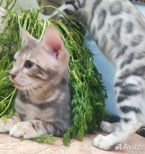 Бенгальская