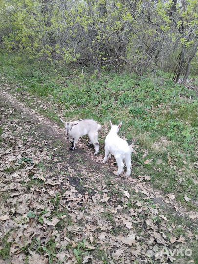 Продаются козлята