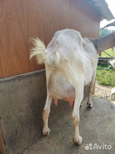 Коза дойная