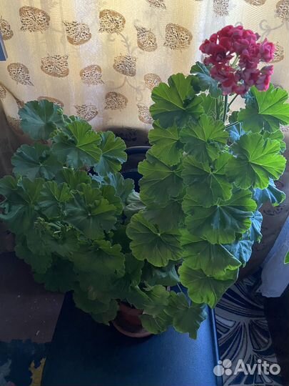 Пеларгония герань