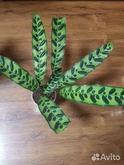 Калатея лансифолия