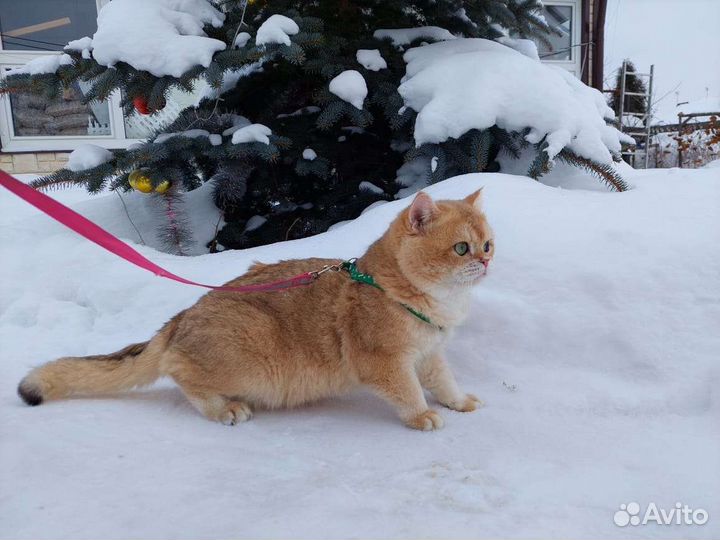 Британский кот, вязка