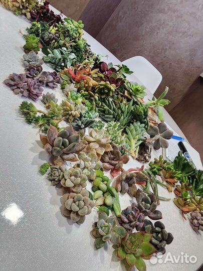 Суккуленты разные