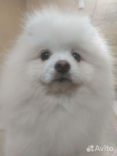 Белый шпиц