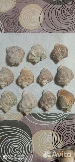 Морские раковины