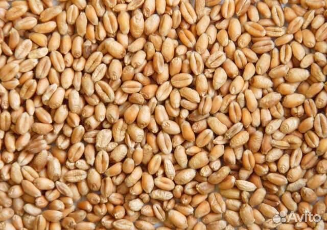 Зерно, овес, комбикорм, кормушки, поилки, опилки