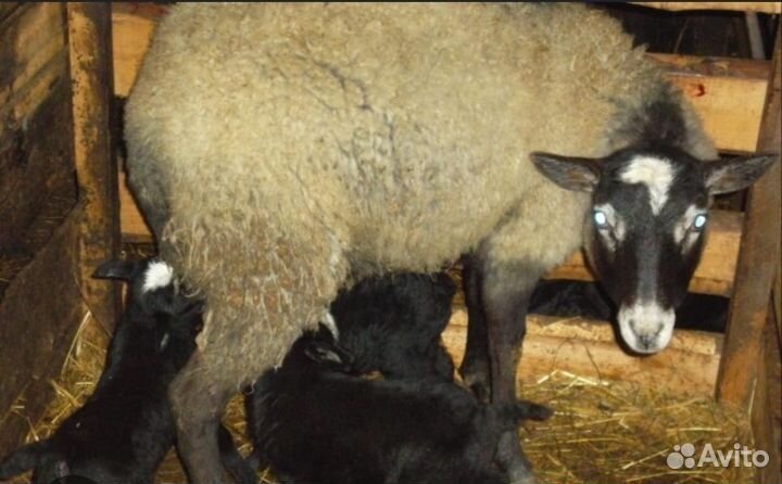 Овцы бараны ягнята романовские