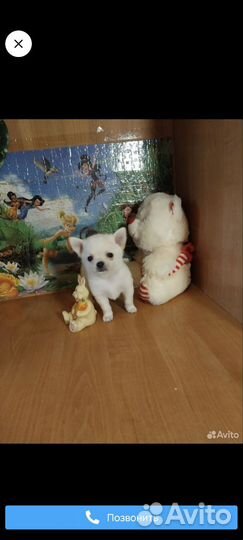 Щенки чихуахуа девочки