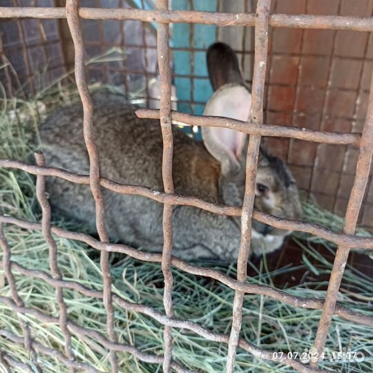 Кролики породы фландр, парень и две девчонки