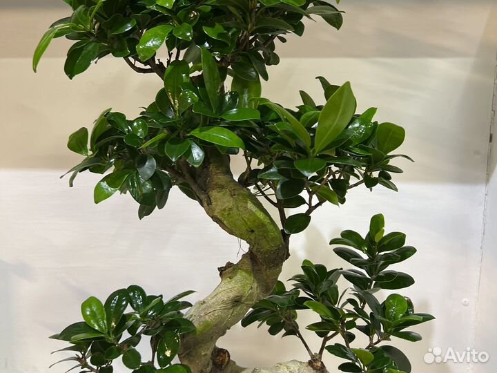 Фикус гинсенг