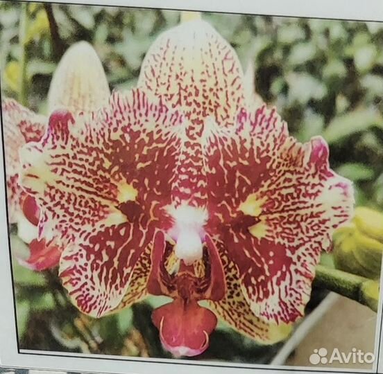 Орхидея фаленопсис бабочка