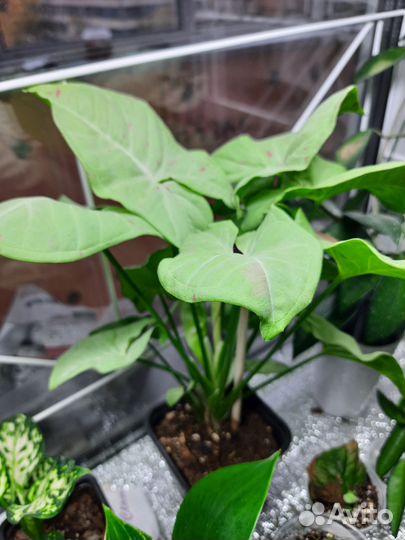 Фикус, эпипремнум, гибискус,сингониум