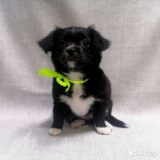 Щенки Чихуахуа