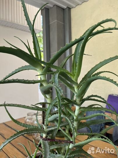 Алоэ столетник, 10 лет