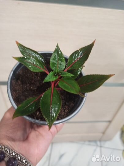 Бальзамин Новогвинейский рококо