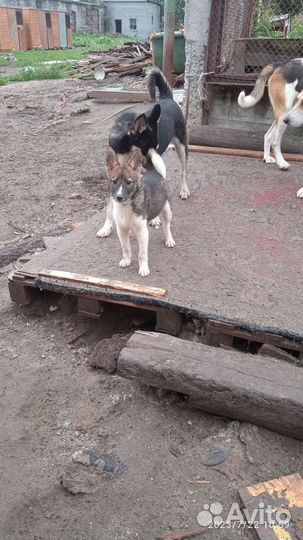Без породы
