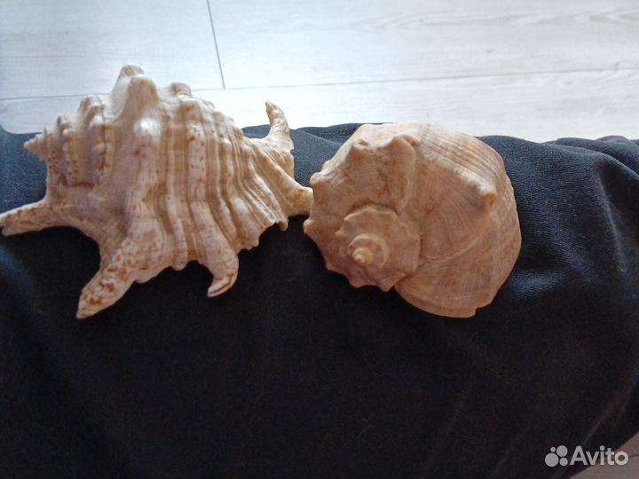 Ракушки для аквариума