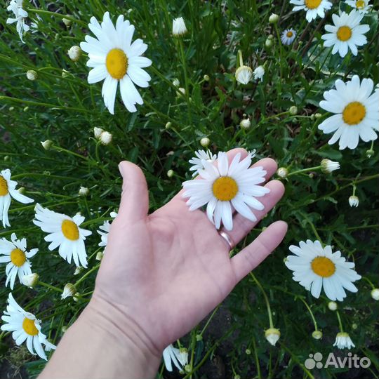 Ромашка садовая многолетняя (нивяник)