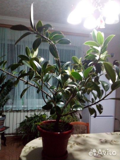 Фикус каучуконосный