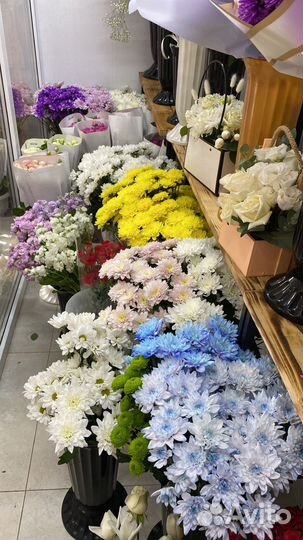 Хризантема/ хризантема бигуди/ шаровидная