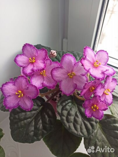 Фиалка листочками