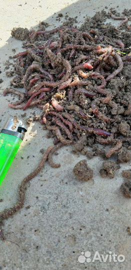 Черви для рыбалки