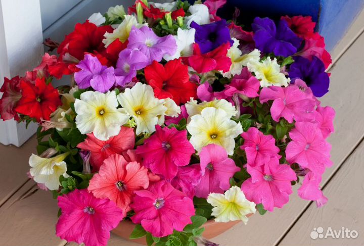 Петунии цинеррария бархатцы львины зев черри перец