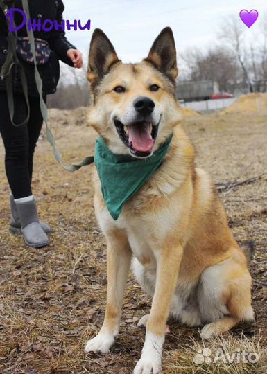 Собака из приюта ищет хозяина