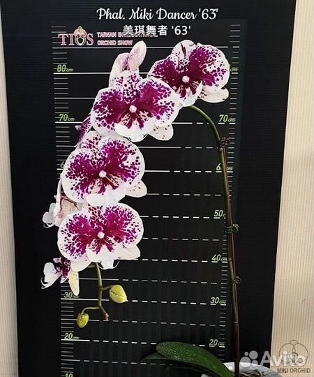 Phalaenopsis азиаты подростки 1000
