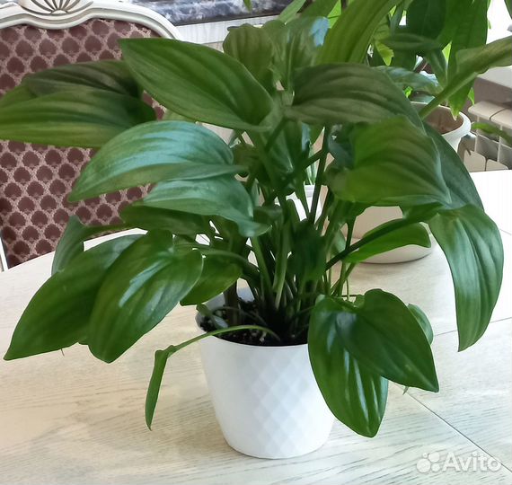 Комнатные цветы