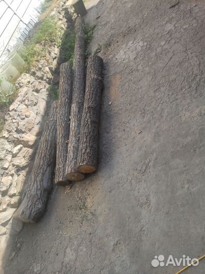 Дуб спил бревно