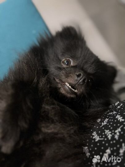 Шпиц вязка девочка