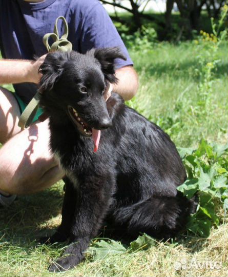 Собака в добрые руки, Пушкин