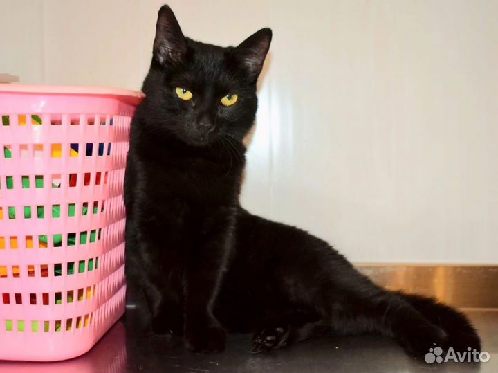 Кошки бесплатно